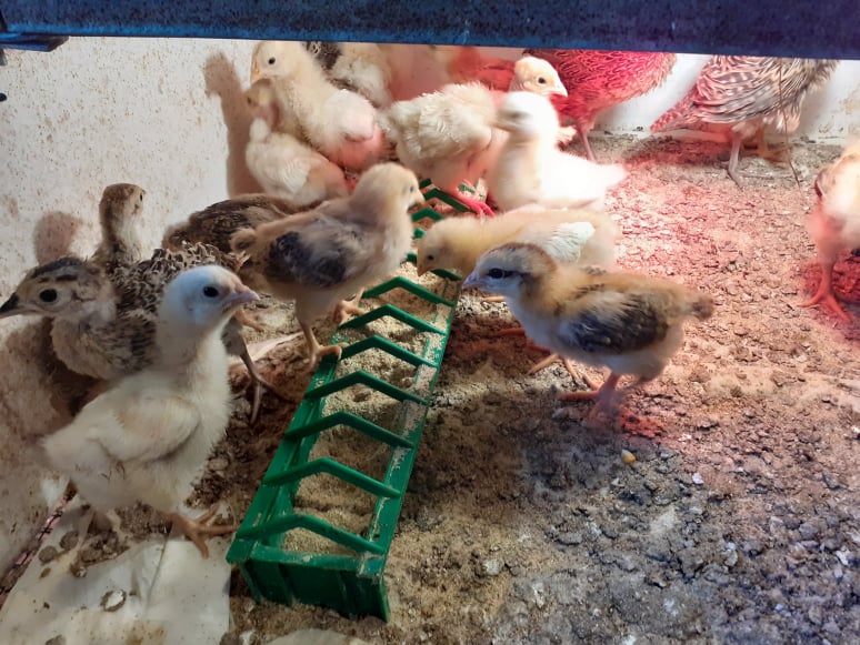 Pui de gaina - imagine 2